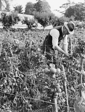 JOHN TREACY WITH TOMATOES, EMO COURT GARDEN